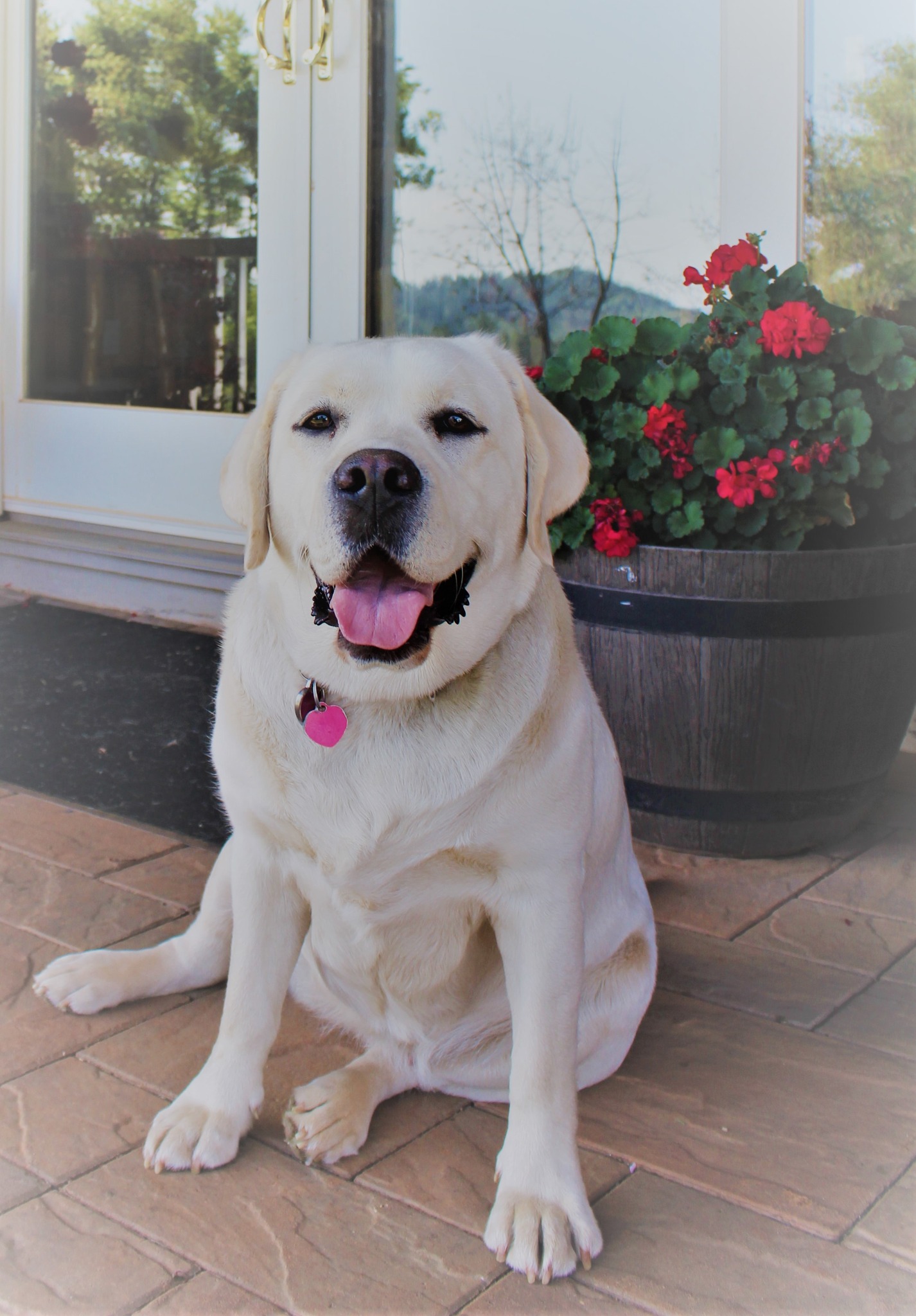 Thornton Ranch Labradors | Auburn CA