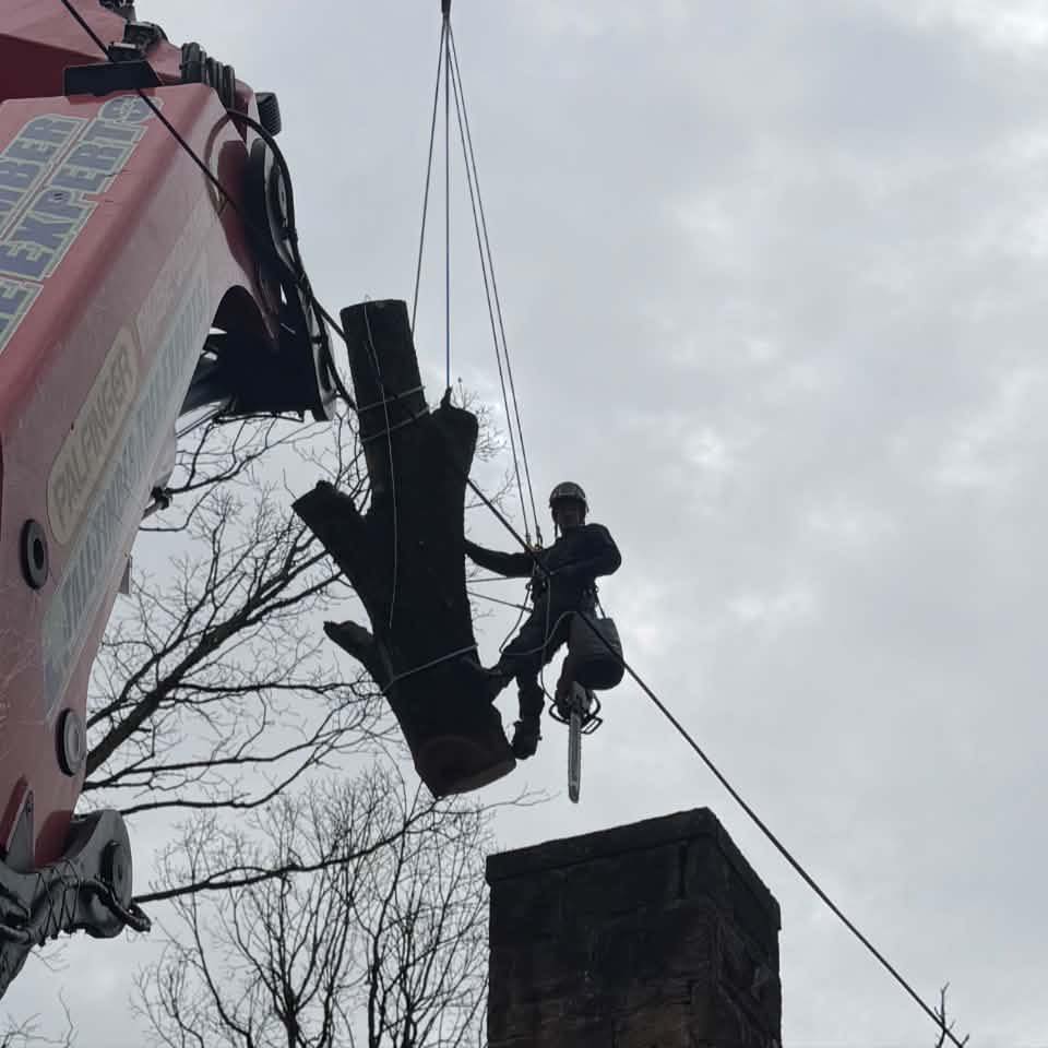 JJ Tree Service | Gibsonia PA