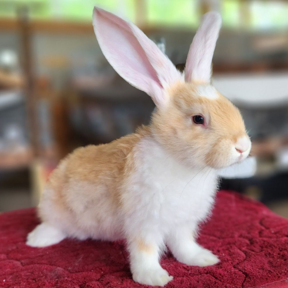 Virginia and West Virginia rabbits | Facebook