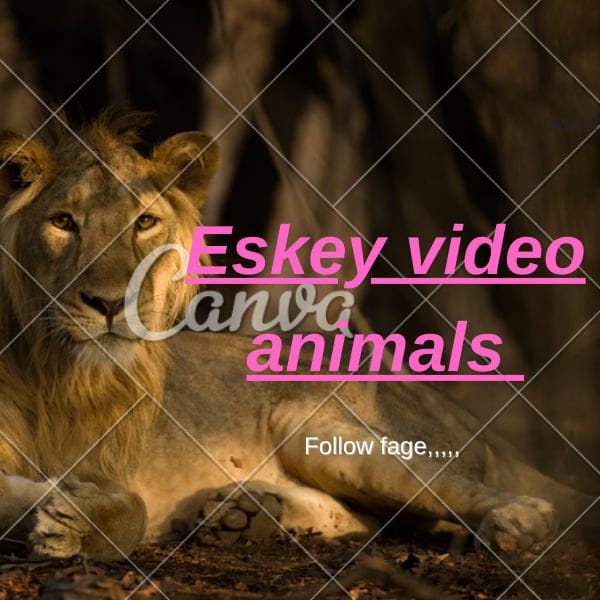 Eskey Video animals