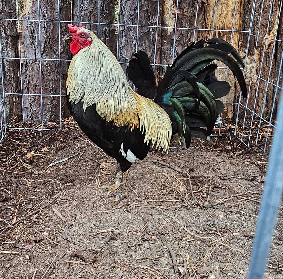 Golden Feather Farm | Smithfield NC