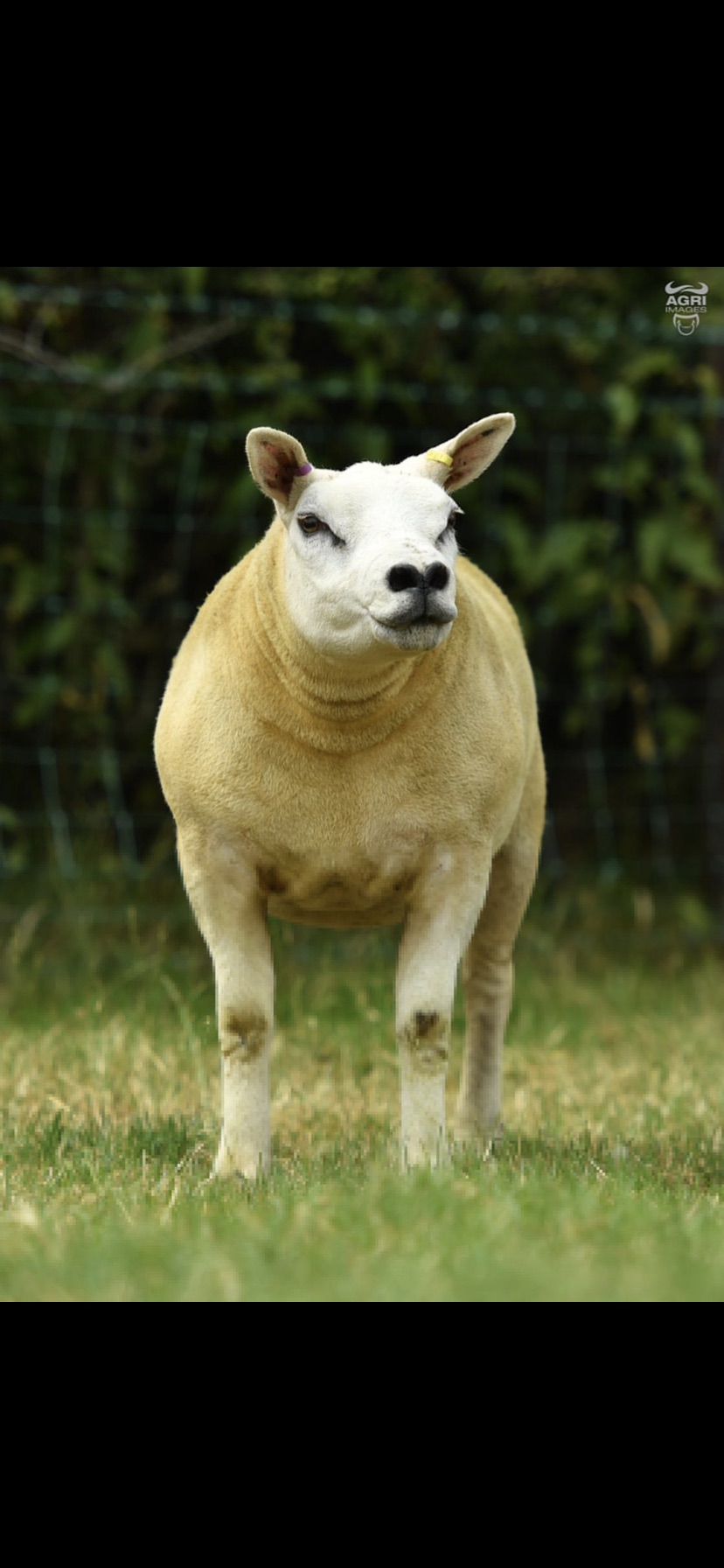 Broaghclogh Pedigree Livestock | Downpatrick