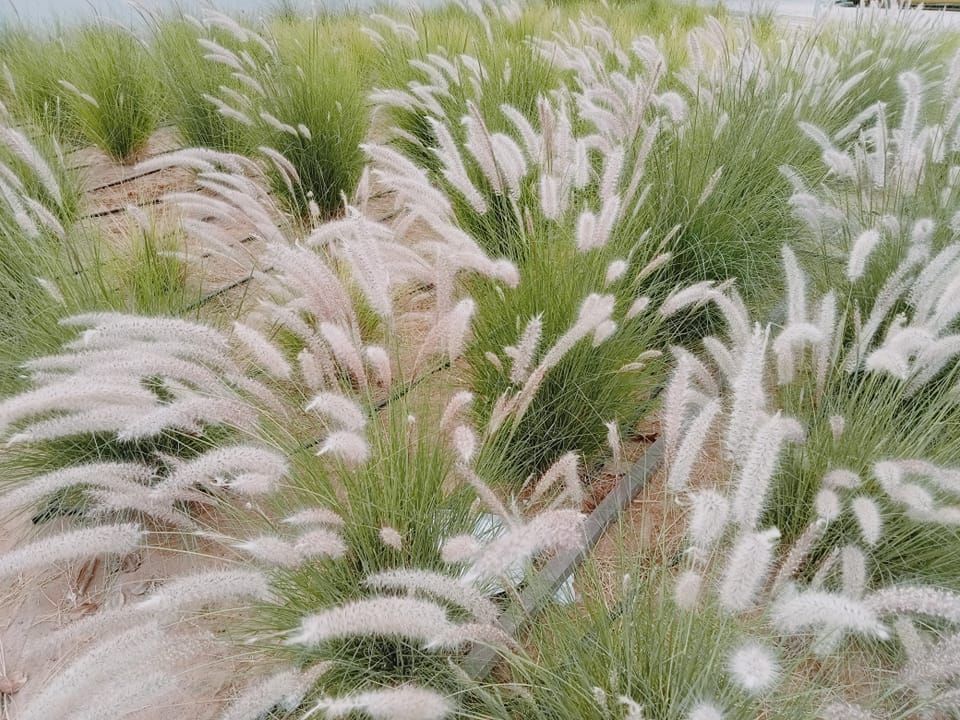 Shamsul alam