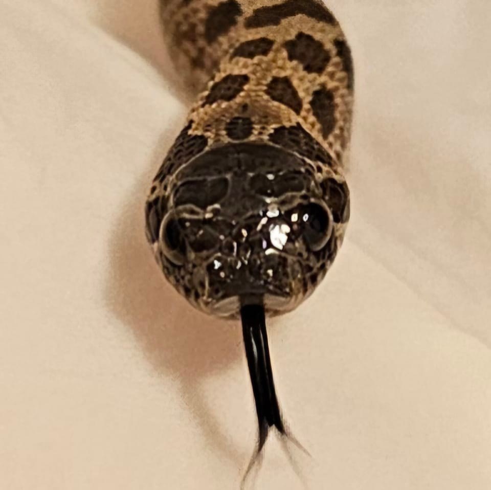 Hognose Snake Shedding Frequency