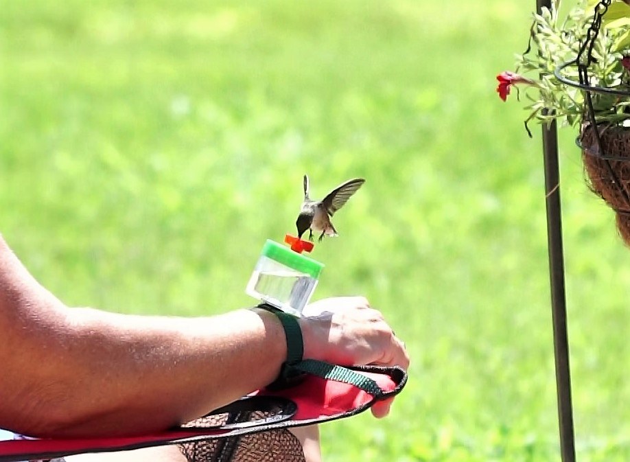 The Hummingbird Wrist Feeder and more for Hummingbirds