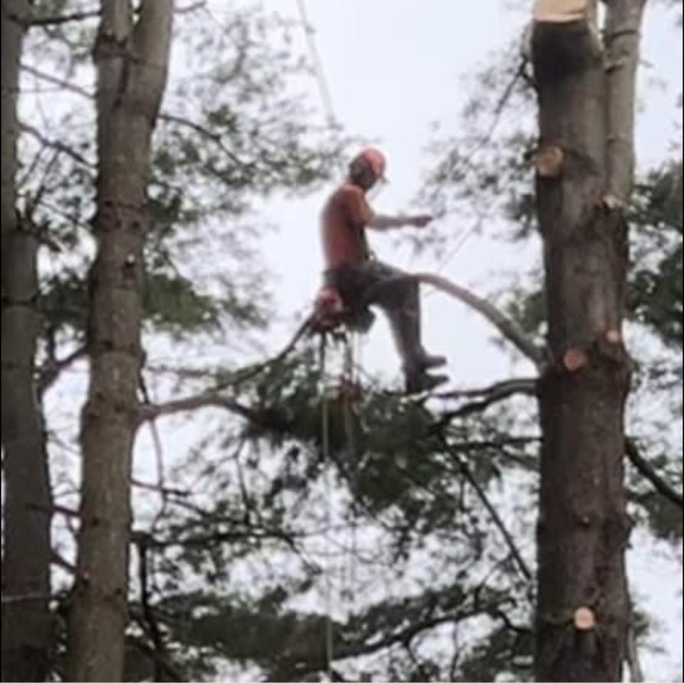 Female - Precision cuts for safe and controlled tree felling 🌲 ️ | Facebook