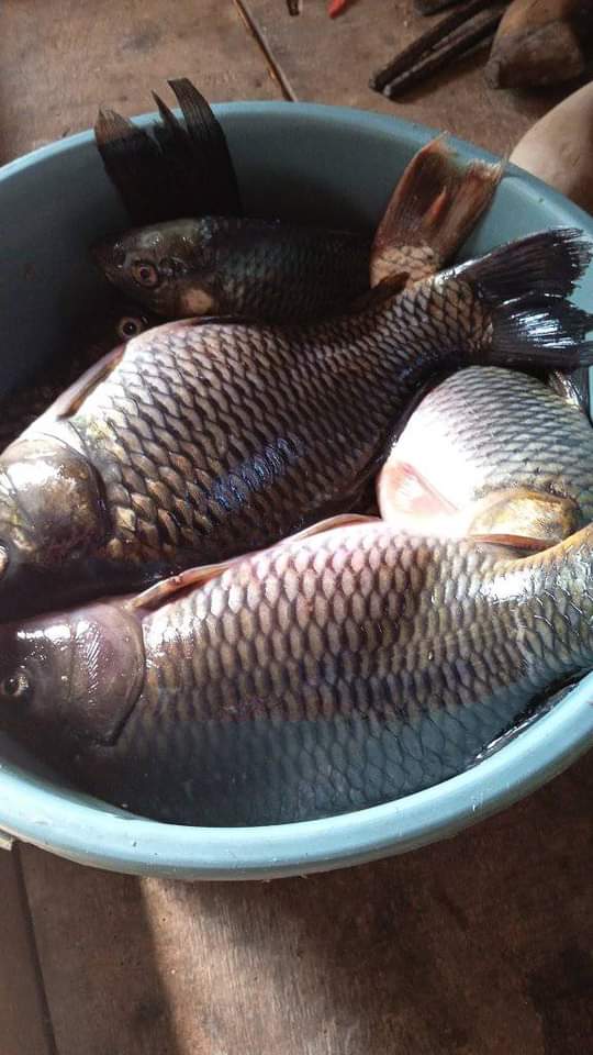 Tong Ningali Katukang on Reels