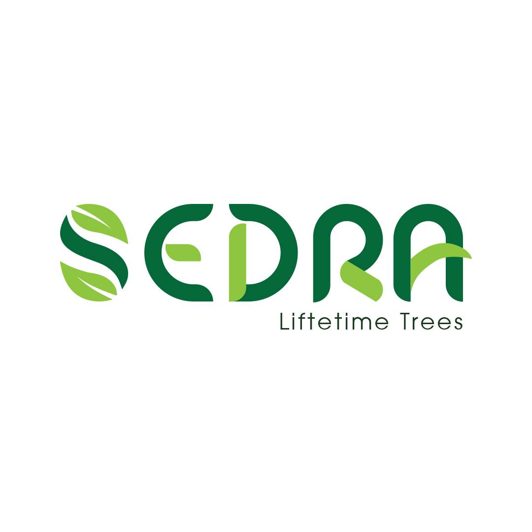Sedra tree | Giza