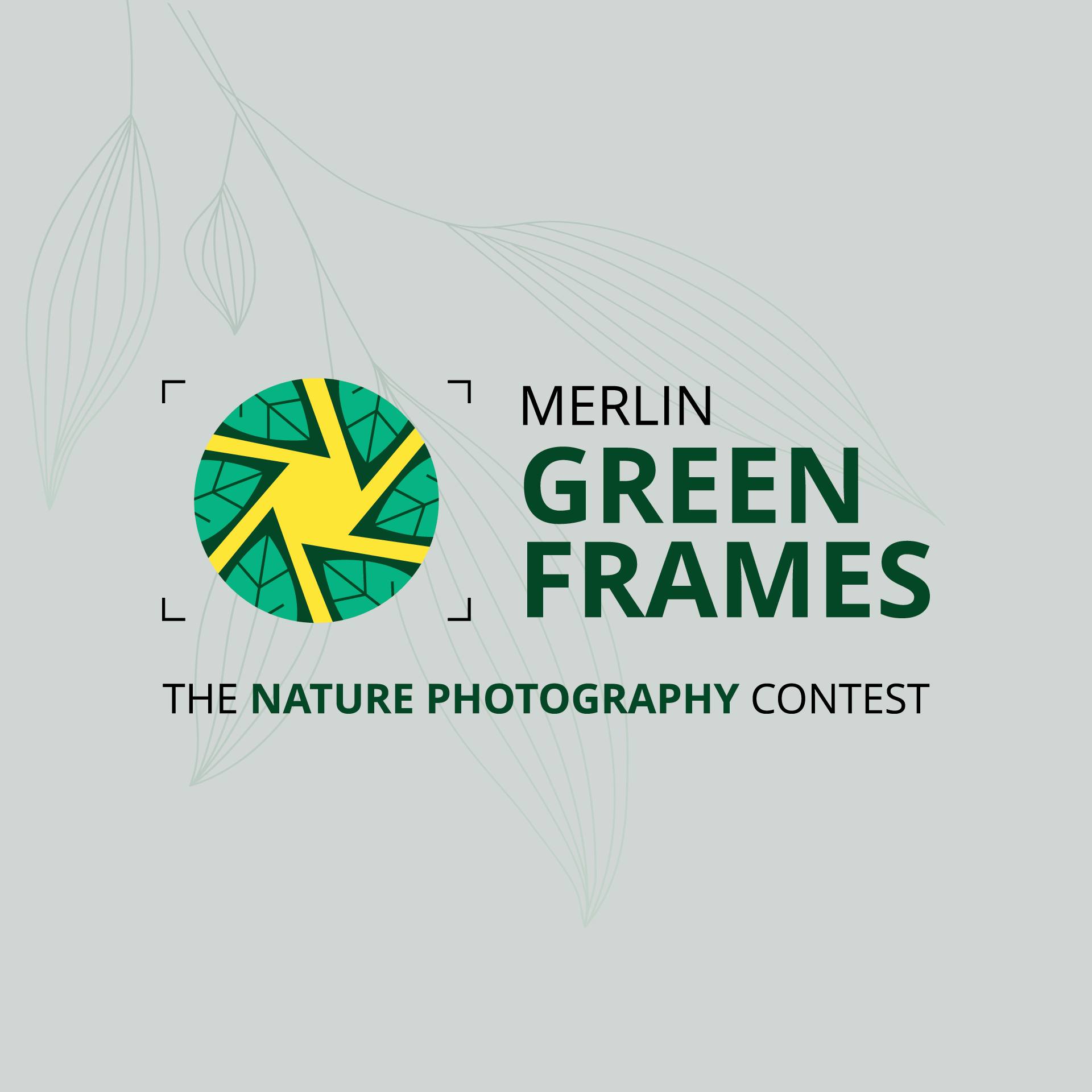 Merlin Green Frames | Kolkata