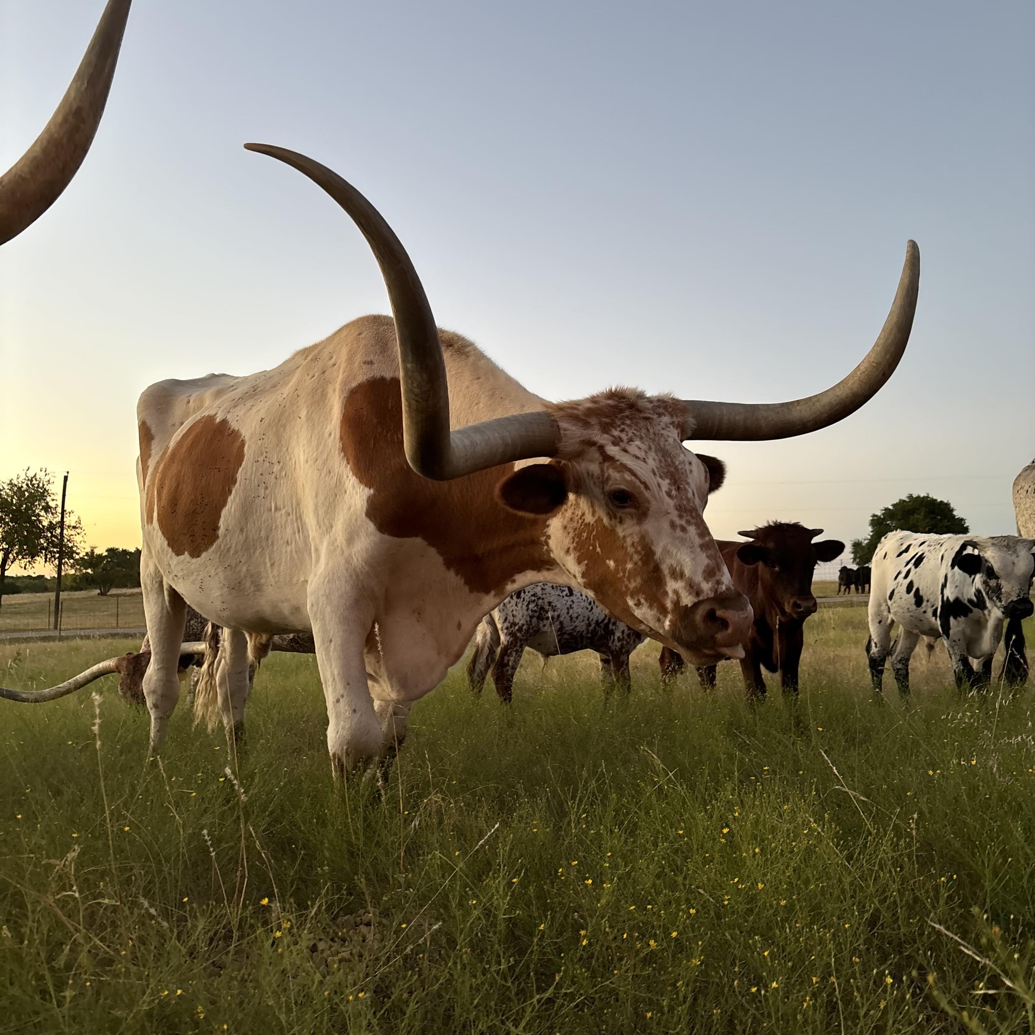 STAR 90 RANCH | McKinney TX