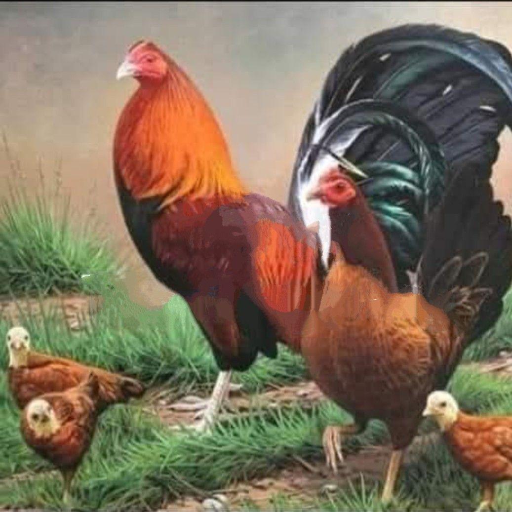 Game Rooster Hat Co.