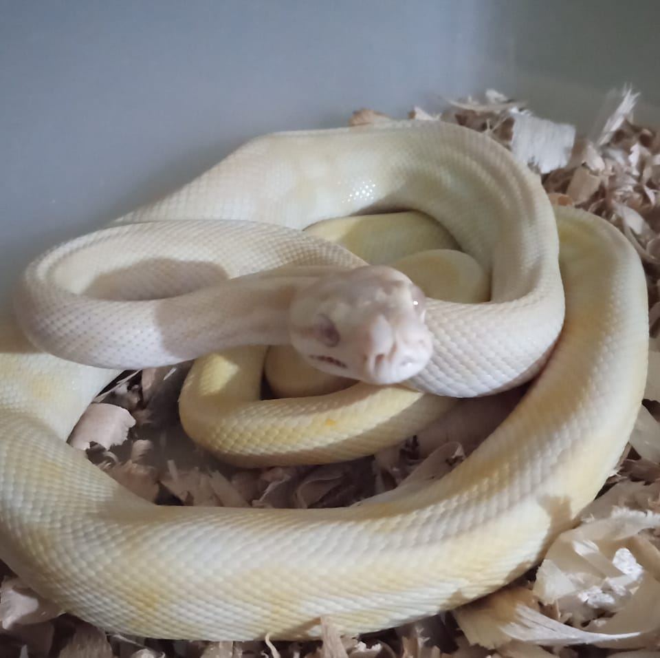 Pythons Club