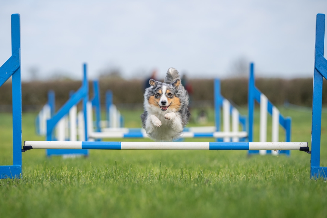 Easy Agility | Bridgend