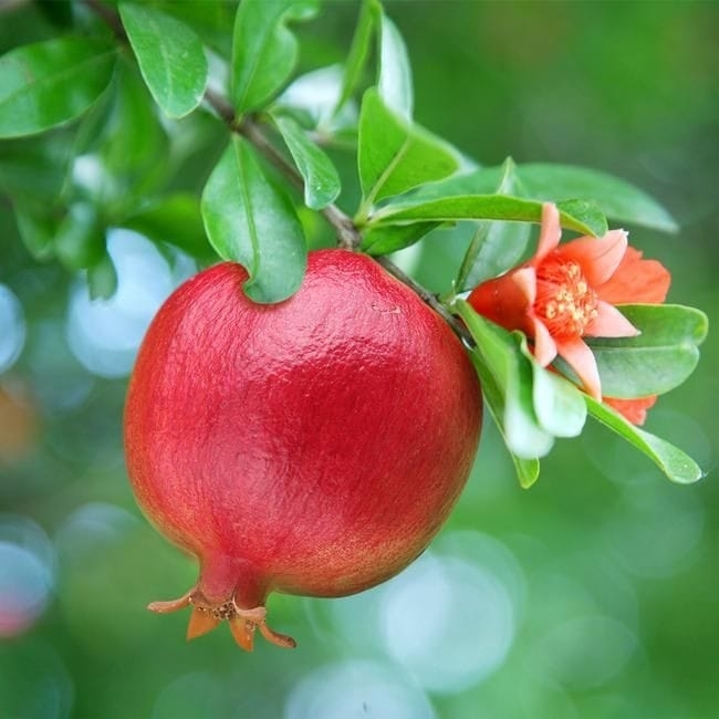 The Plum Poem