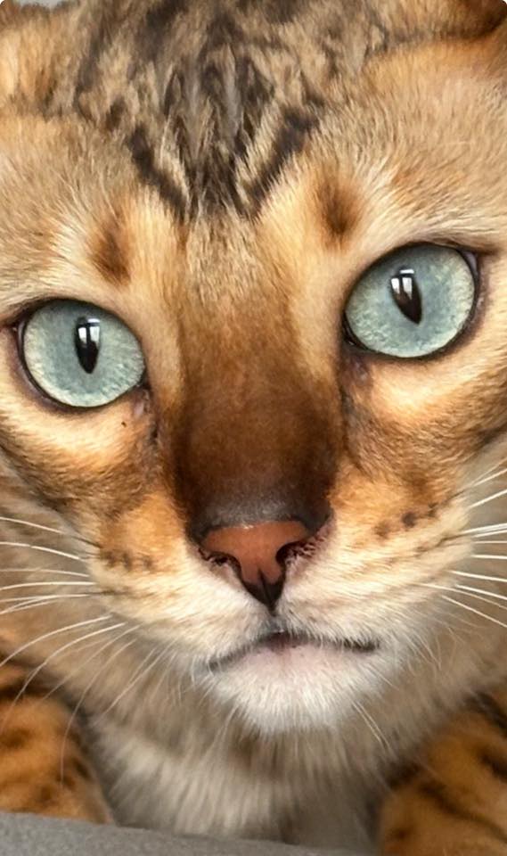 Marble Bengal Tabby cats | This ia a brother and sister in Arkansas ...