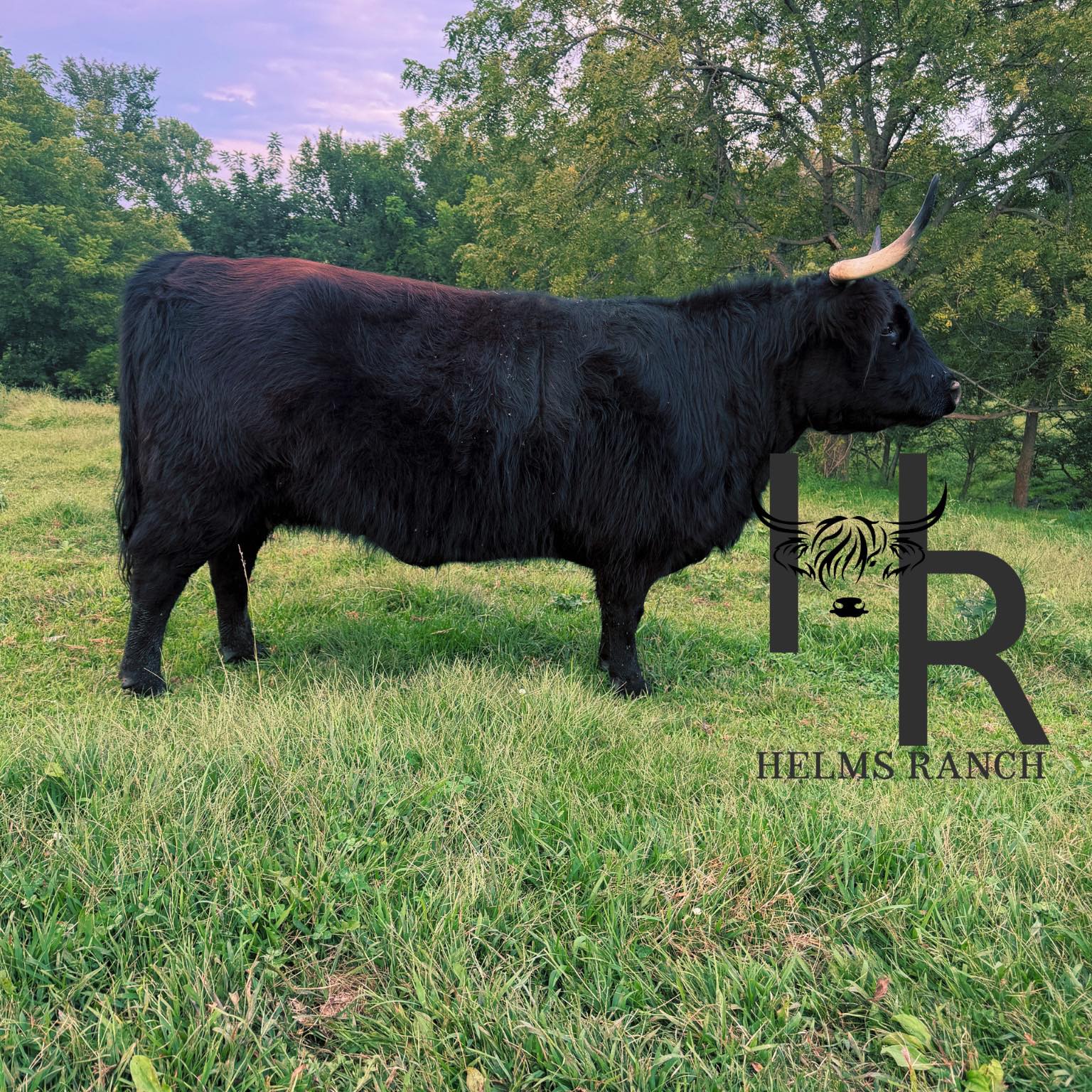 Helms Ranch Cattle Co | Reynolds IL