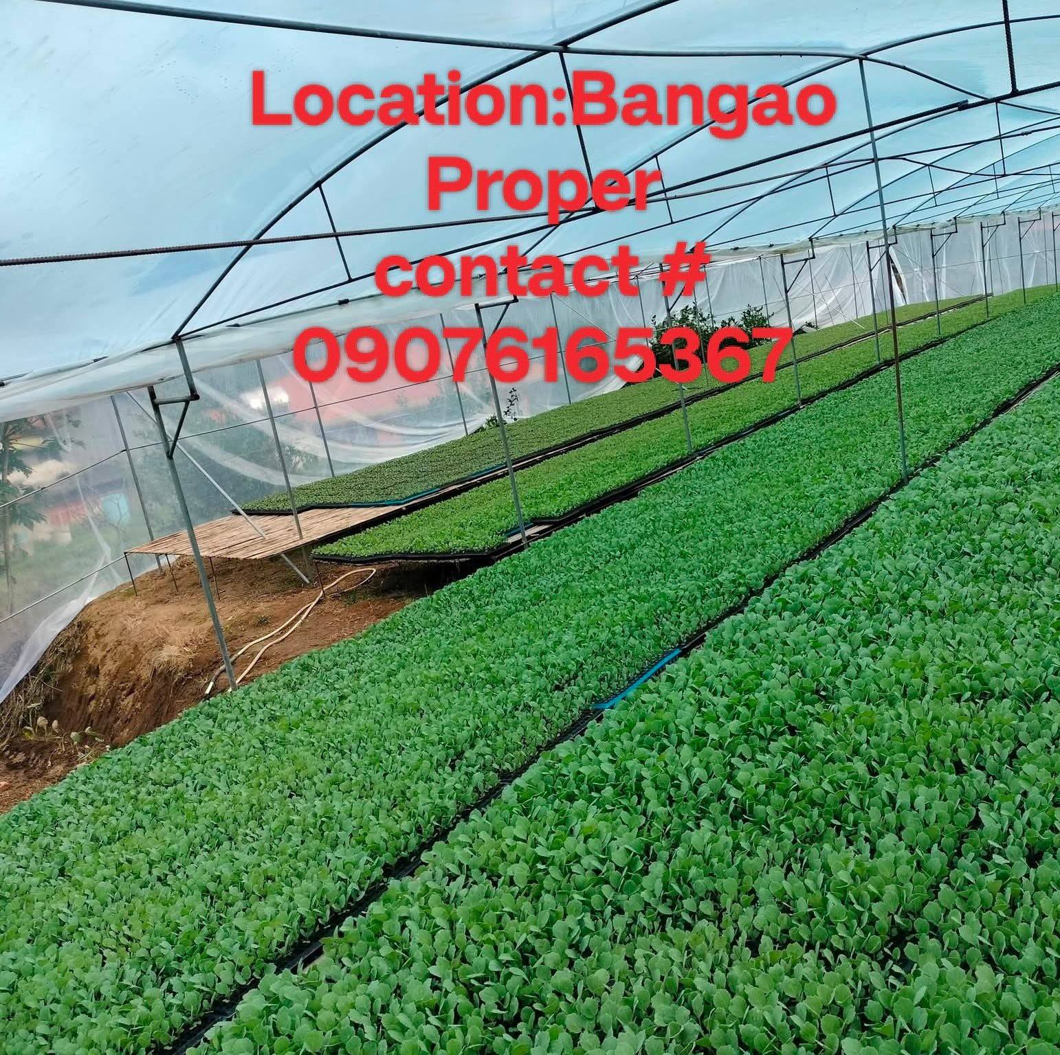 Buguias Vegetable seedling production | Buguias