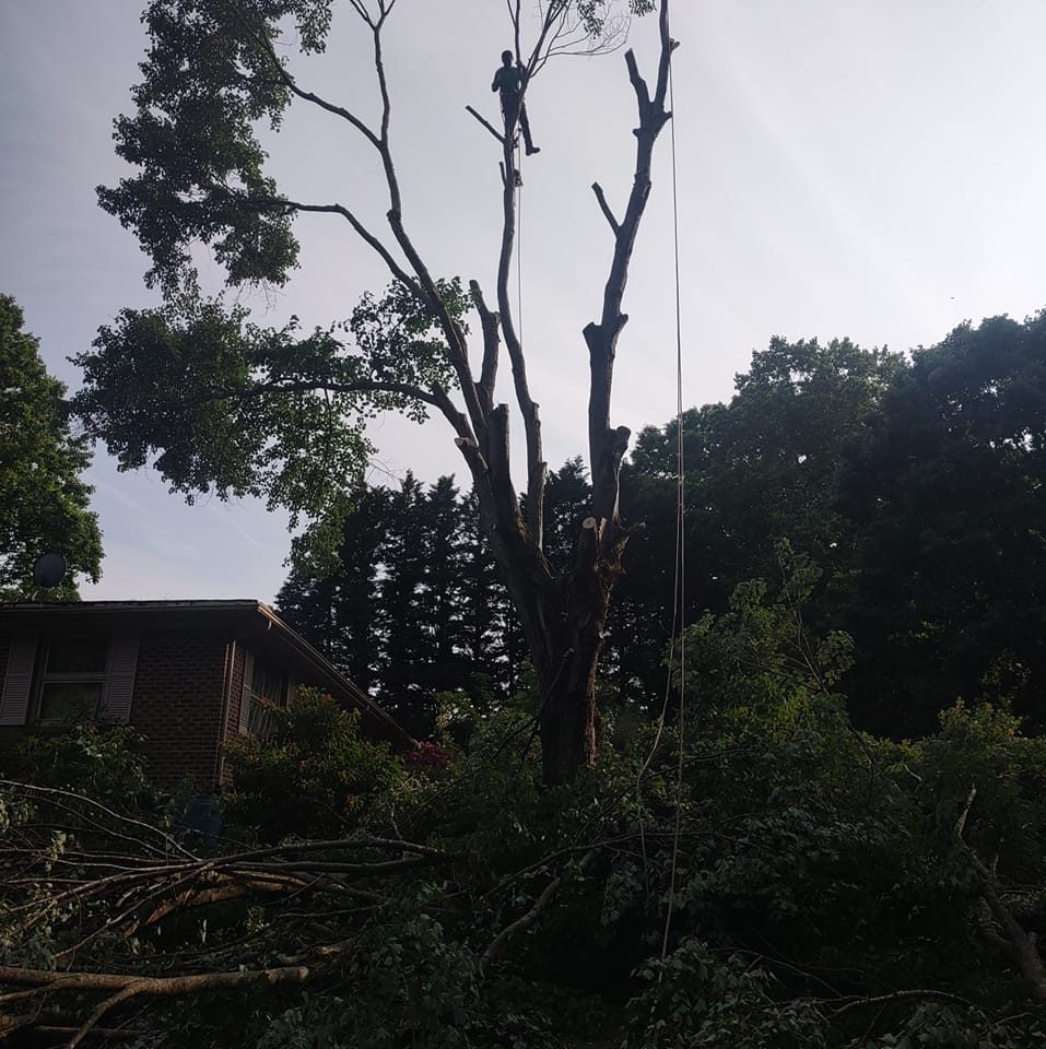 MorningSide Tree Service on Reels