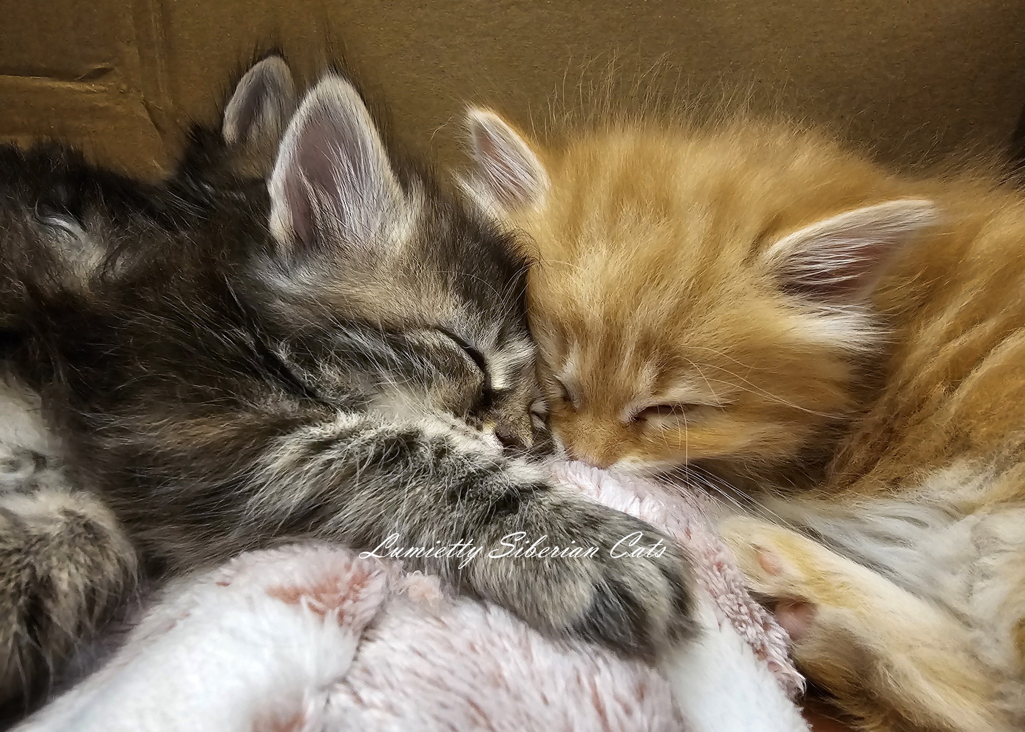 Lumietty Siberian Cats | Sydney NSW