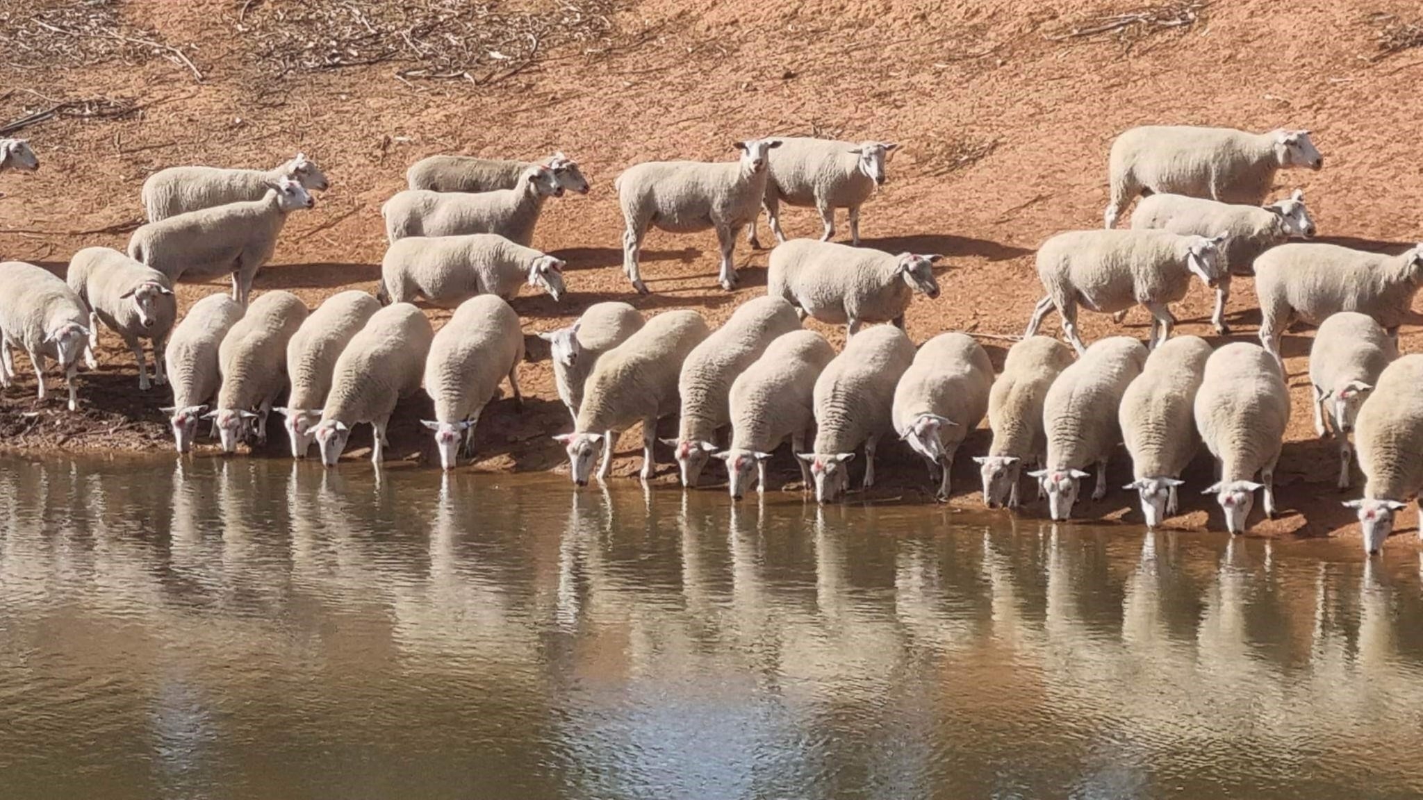Boree Park Stud | Dinninup WA