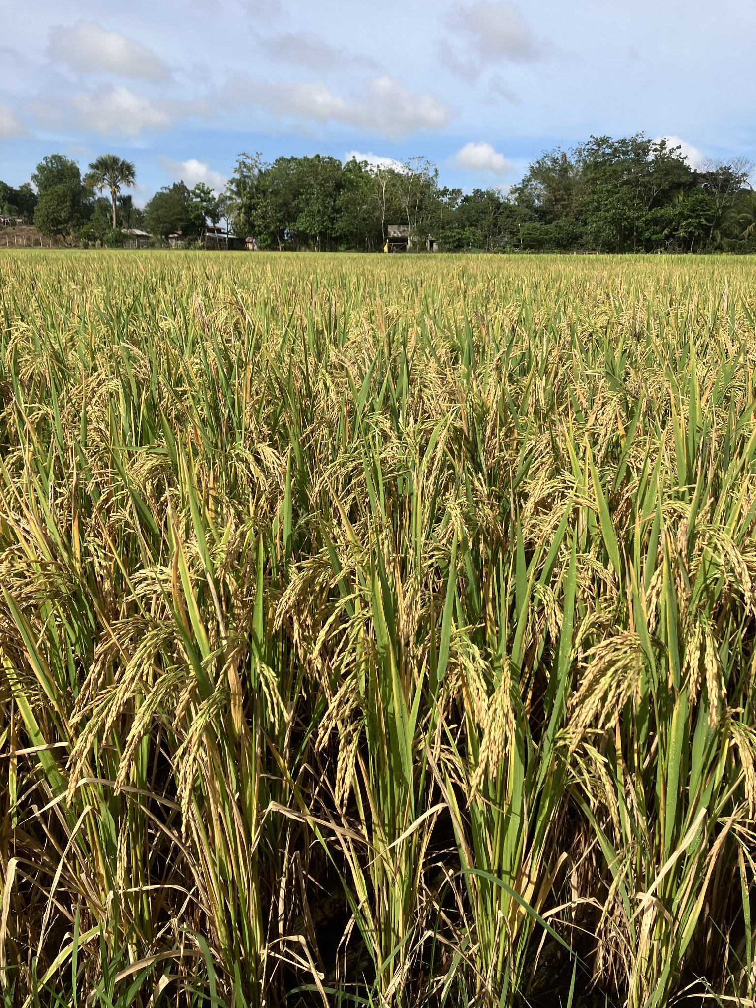 UPLB Rice Varietal Improvement Team | Los Baños