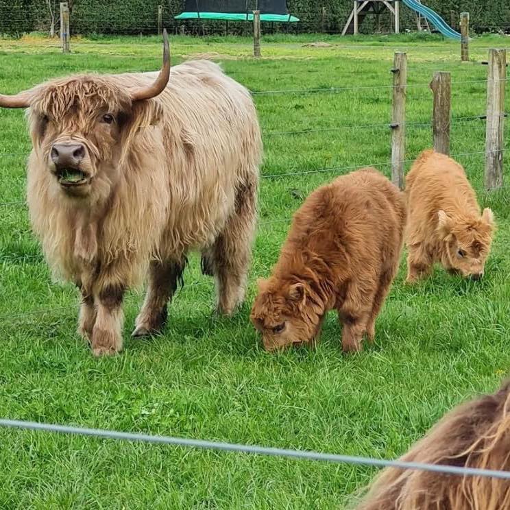 Mini Highland Cattle Ranch | Fresno CA