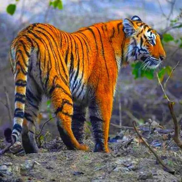 Harimau Siraja Rimba
