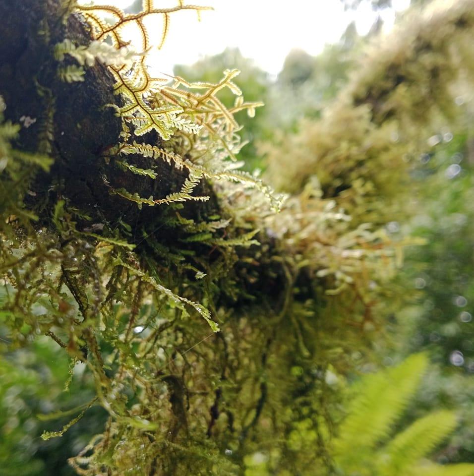HUTAN RIMBA