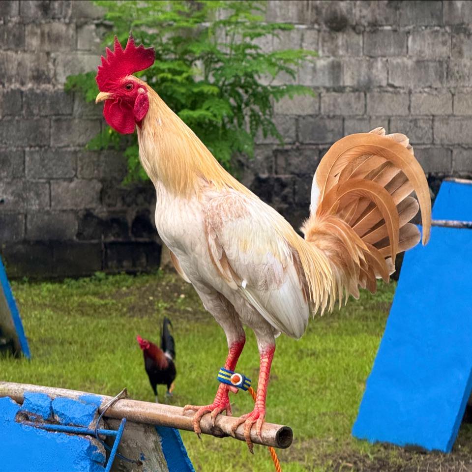 Wembanyama alien👽dayoff ng mga pakboy, bitaw muna😃 | B'a Gamefowl ...