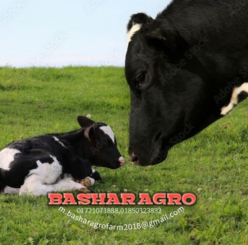 Bashar Agro Farm | Dhaka