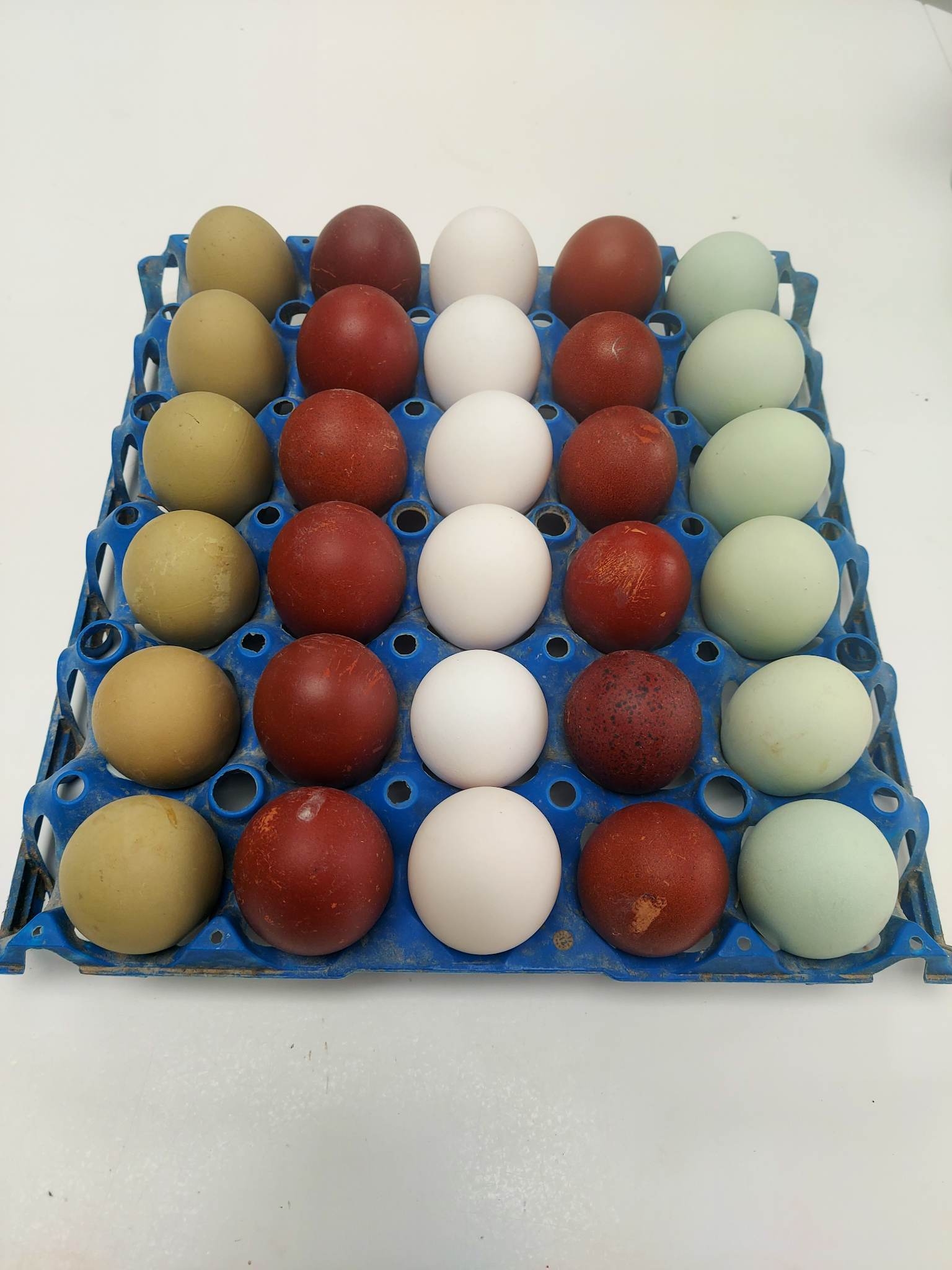 New Forest Poultry | Cadnam