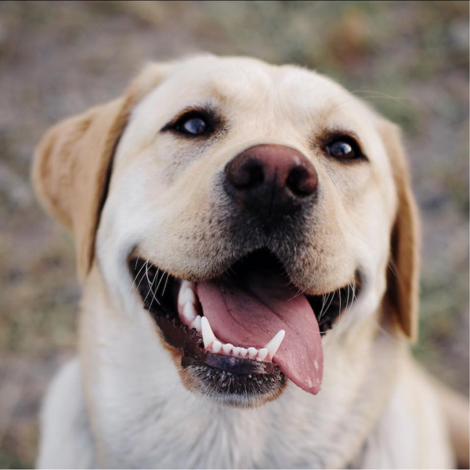 Four Paws Labrador