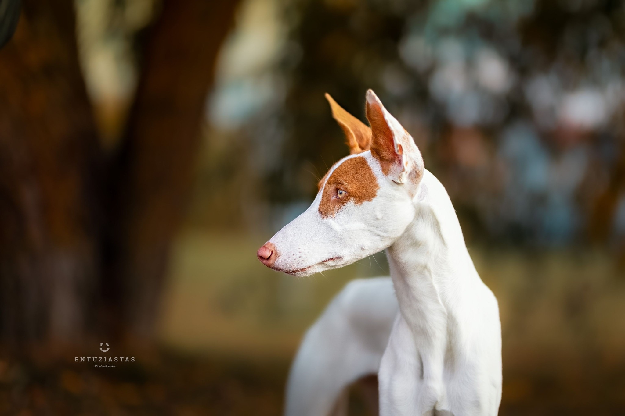 Ibizan Hounds Baltas Vejas