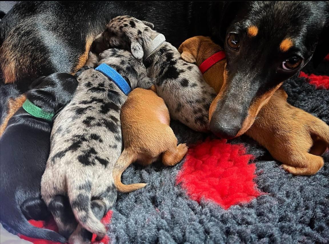 Clara's mini Doxie puppies