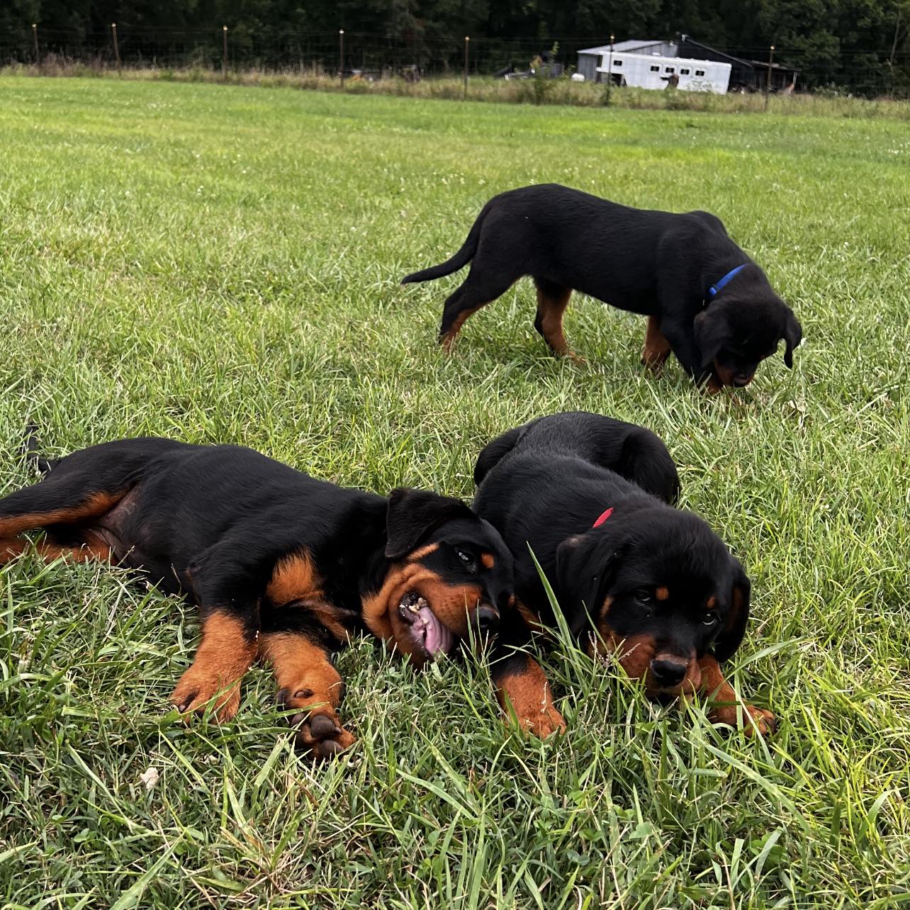 Campbell’s Rottweilers | Maiden NC