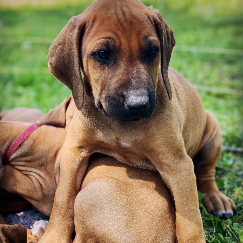 Liberty Ridgebacks of Missouri
