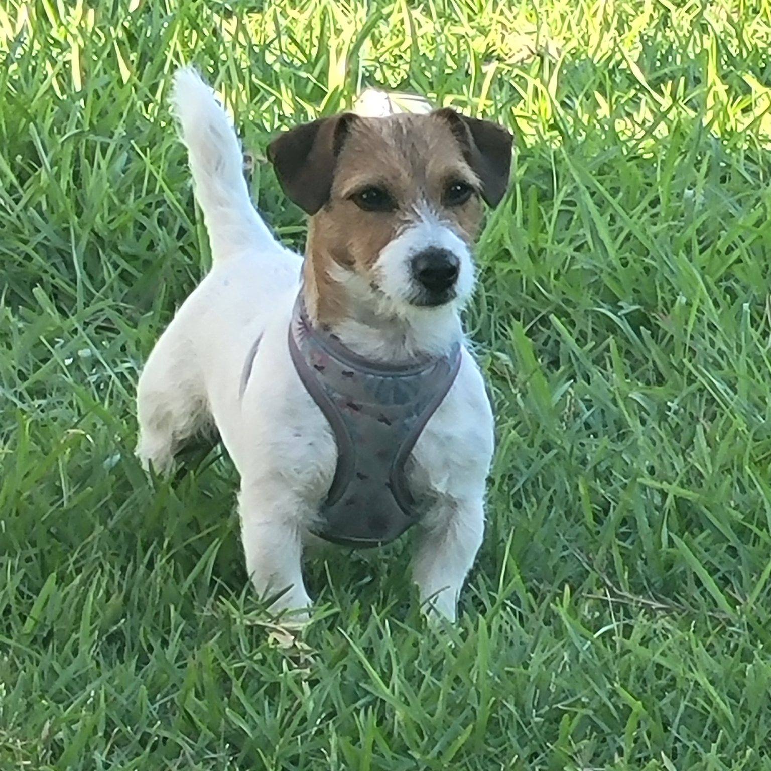 BrandedJacks Jack Russells | Chiefland FL