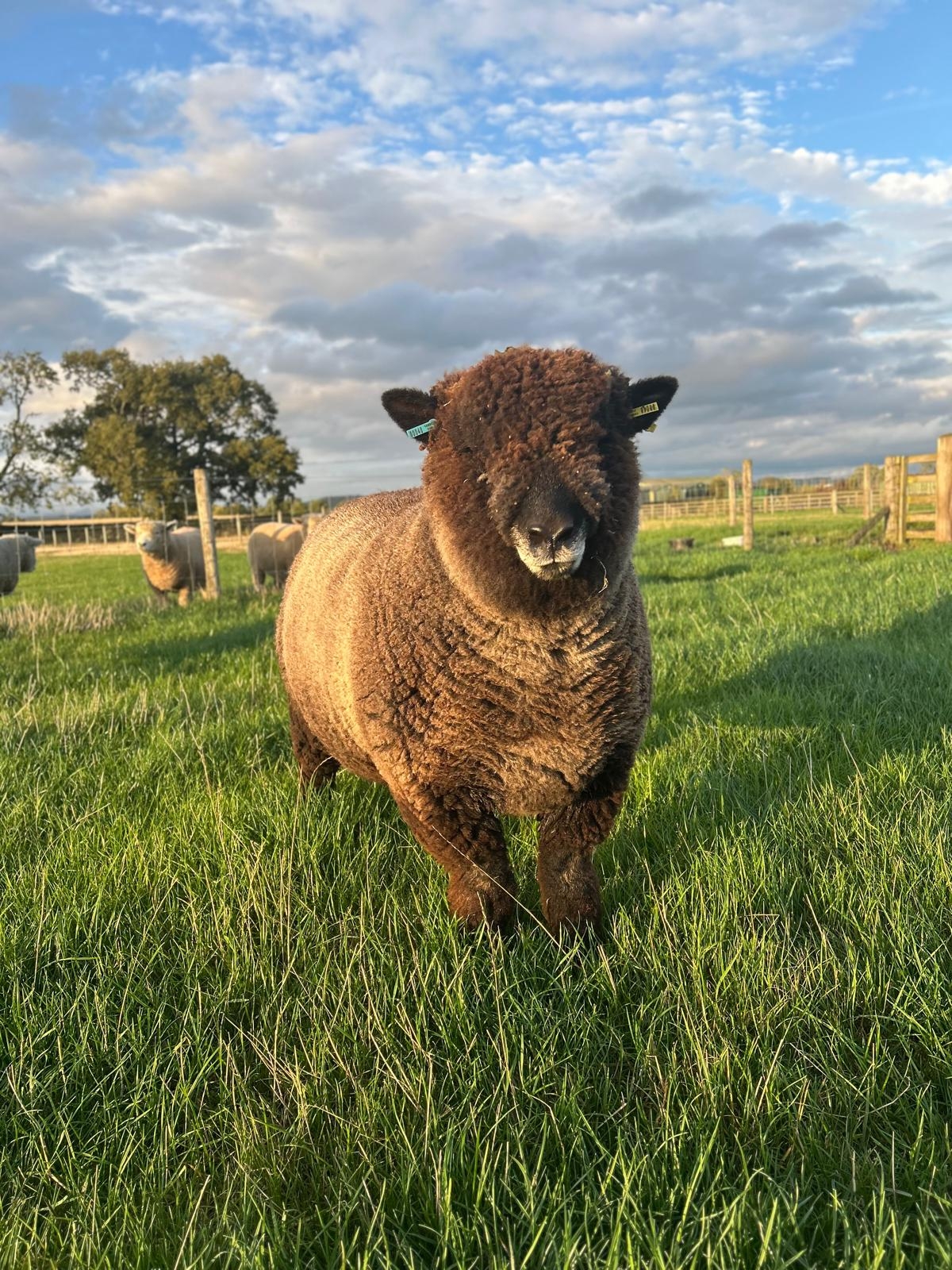 Sheep farmers UK | Anyone selling a sheep stand with winch NR north ...