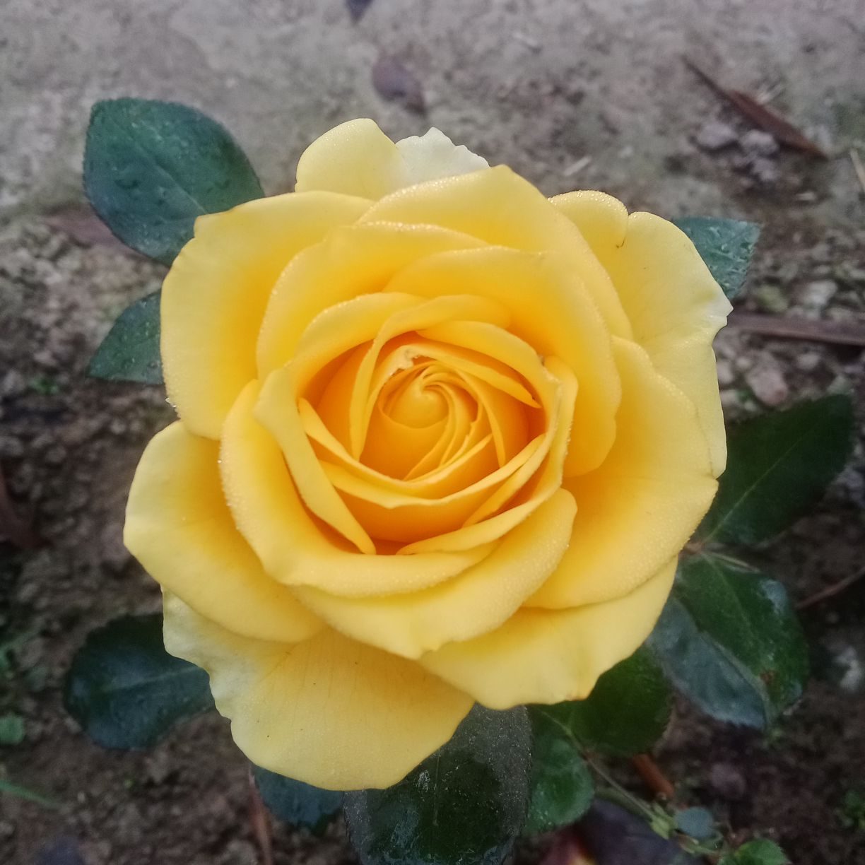 Shamoli Mondol