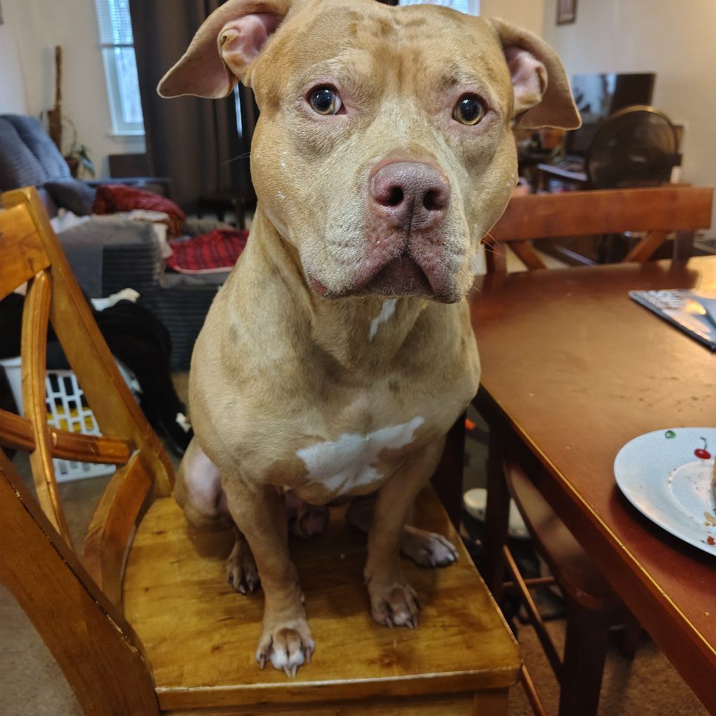 CARBON COUNTY ANIMAL SHELTER PA. | OWNER FOUND :::male dog picked up in ...