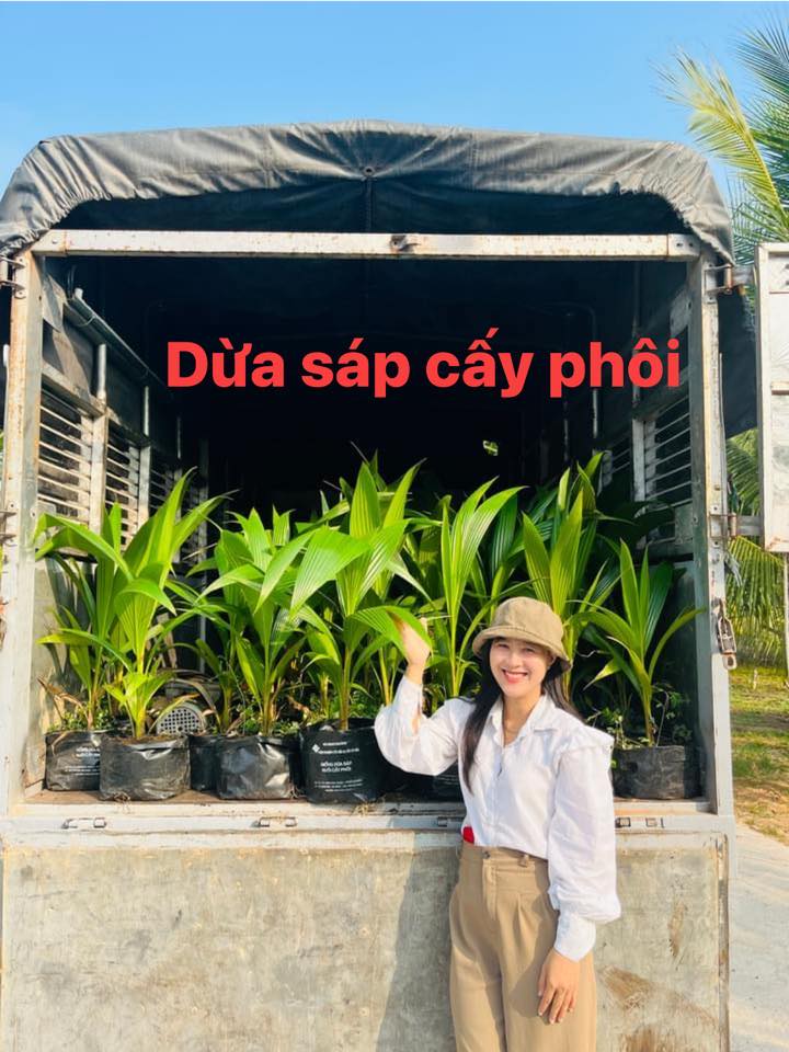 Dừa sáp cấy phôi vườn em | Dừa Sáp Trà Vinh