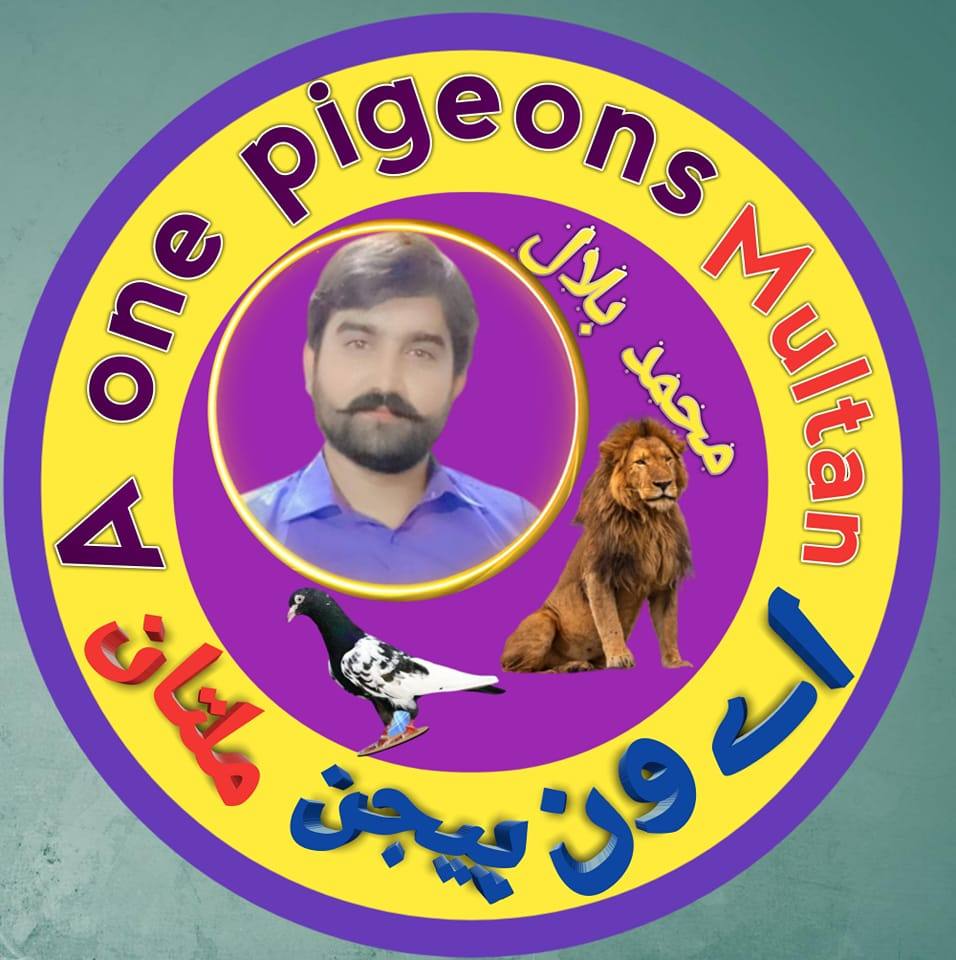 A one pigeons | Multan