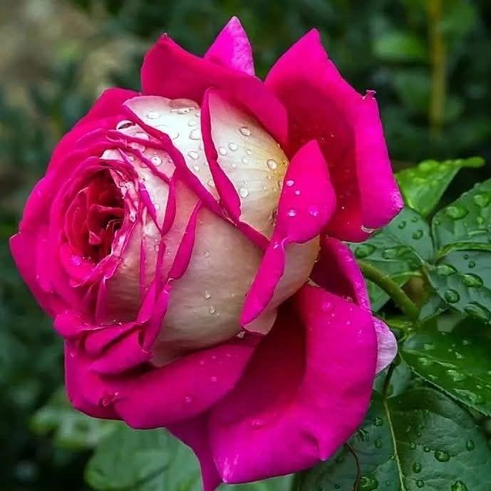 Mustafa Raza