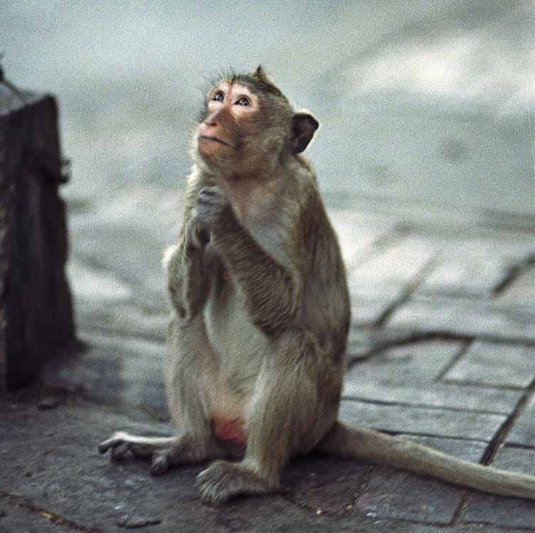 Monkey blog 🐒🦍🦧 #monkey #meme #japan #us #europe #babymonkey # ...