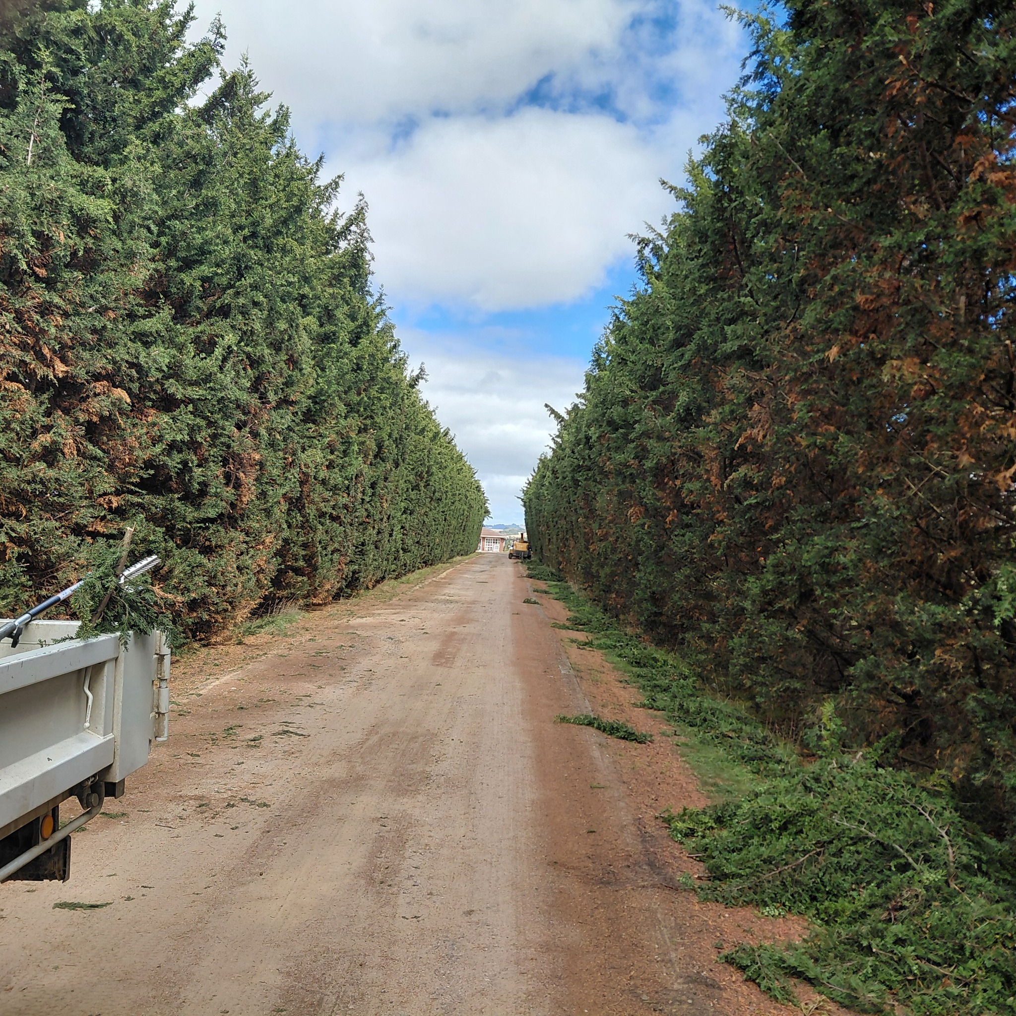 Tree Climbers of Western Australia | hi guys got these 4 trees two are ...