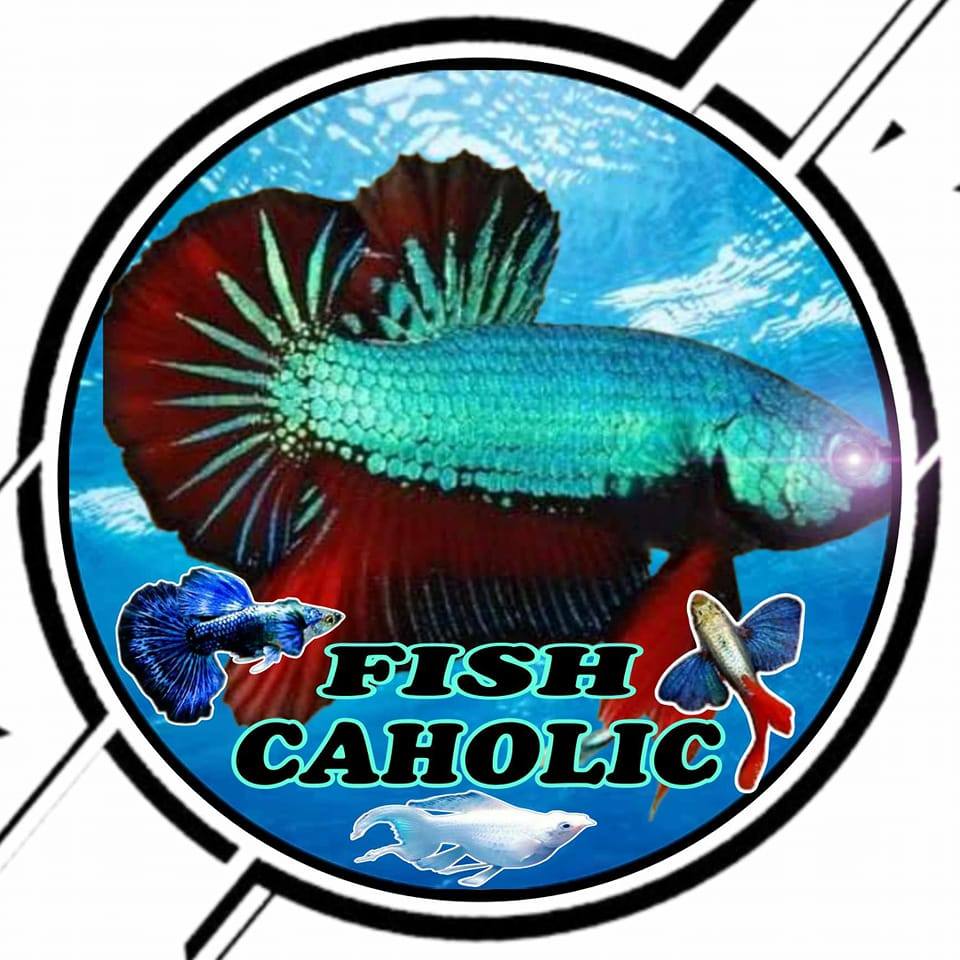 Fish Caholic