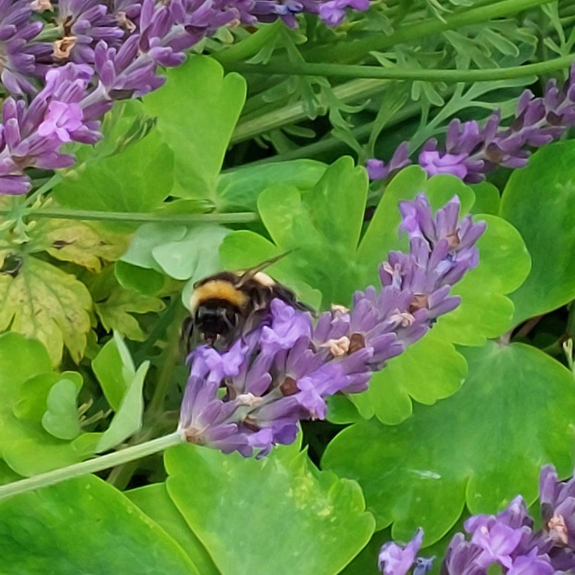 Perfect 4 Pollinators x | Lydney