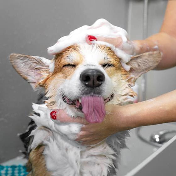 Groomers of petco in Altamonte FL | Altamonte Springs FL