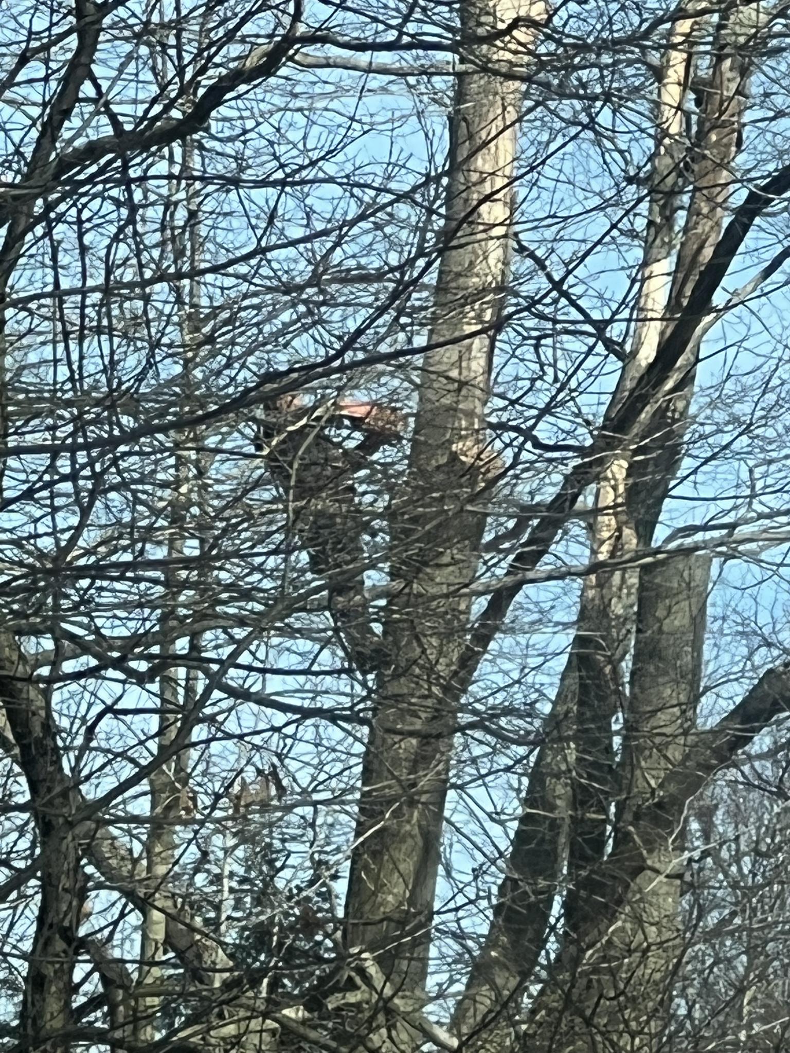 Red oak professional tree service llc | Holland MI