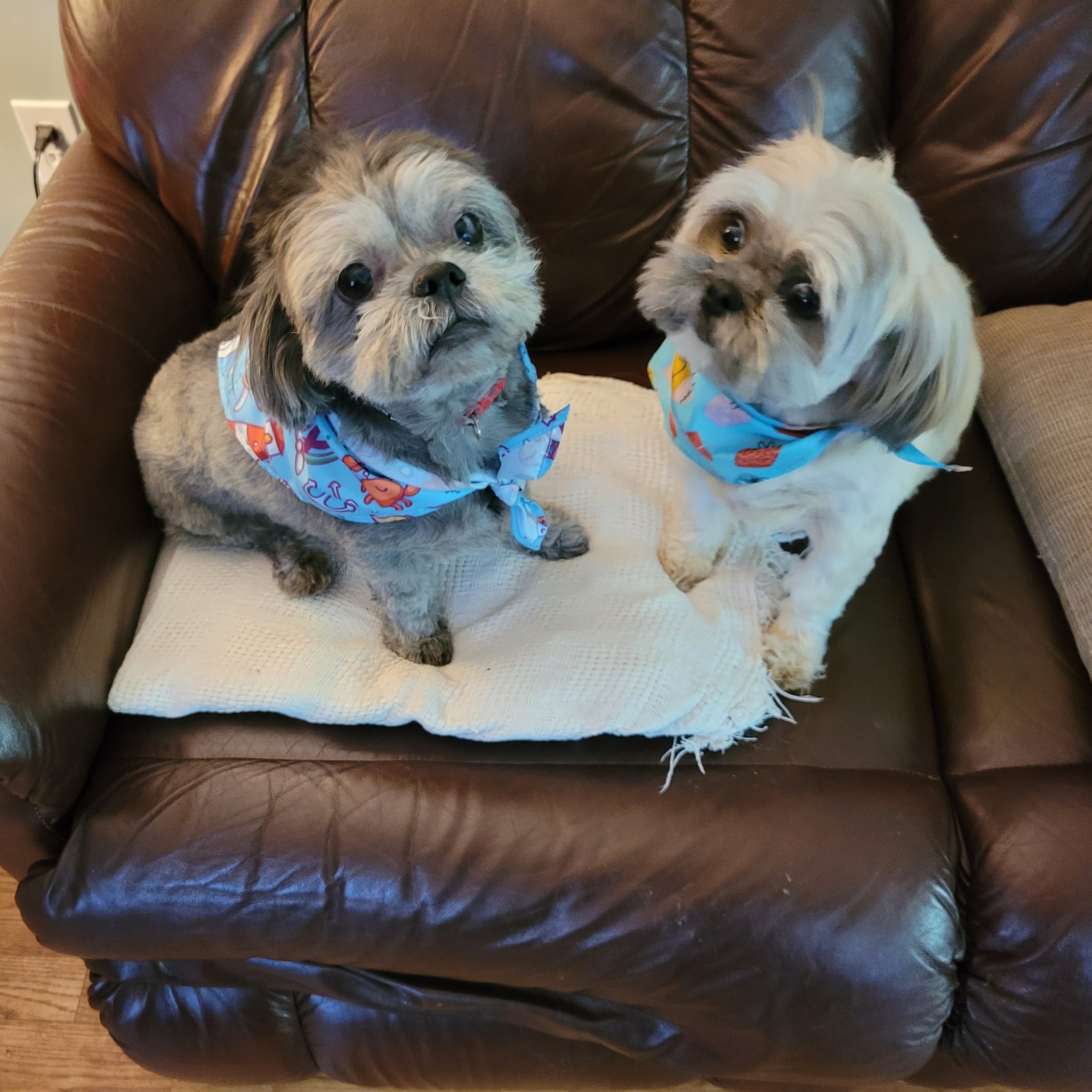 Shih Tzu Lovers Group | Facebook